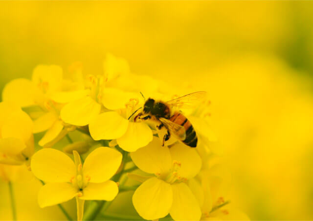 蜂蜜を通販でお探しの方は藤田養蜂園まで〜蜂蜜は美容・健康をサポートする人気の自然食品〜