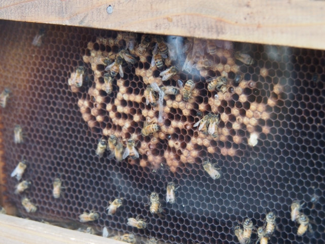 養蜂家の仕事が蜂蜜作りに与える効能
